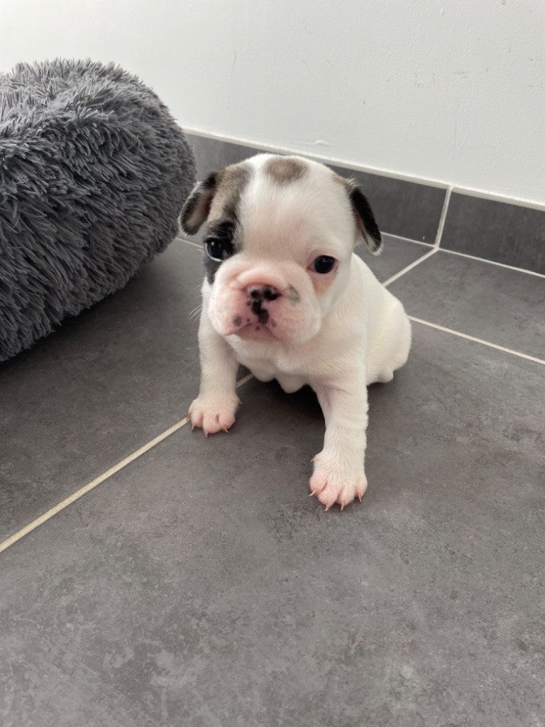 Marie-helene Altamore - Chiot disponible  - Bouledogue français